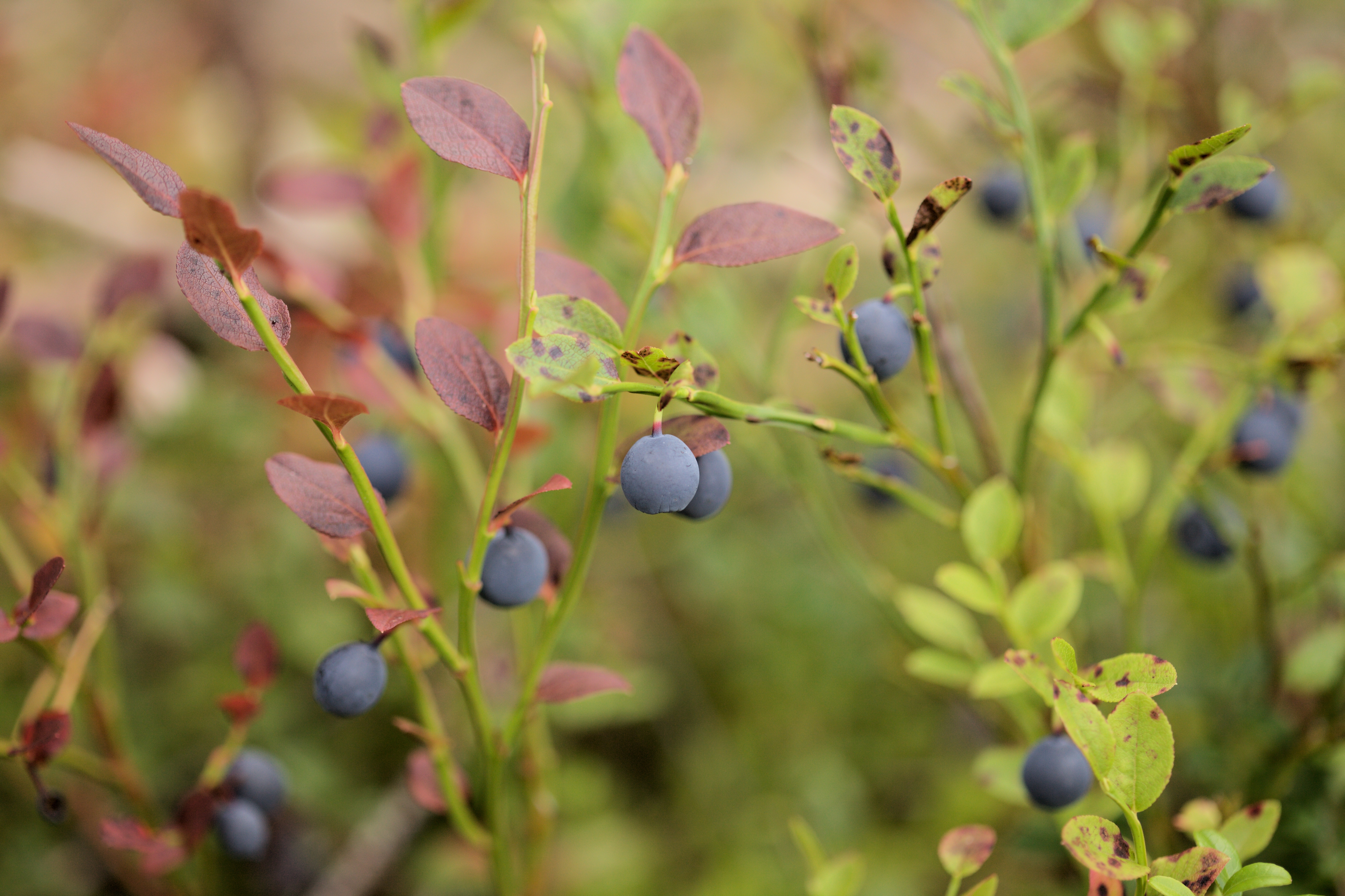 Mogna blåbär på buskar med gröna och rödaktiga blad, mot en suddig bakgrund.