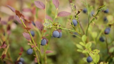 Mogna blåbär på buskar med gröna och rödaktiga blad, mot en suddig bakgrund.