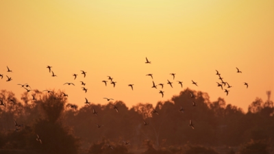 Fågelflock flyger över ett landskap i solnedgång med träd i silhuett och gyllene reflektioner på vattnet.