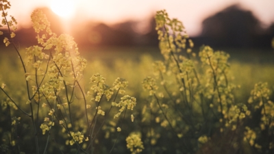Fält med gula blommor i fokus, med varm solnedgång och suddig bakgrund.