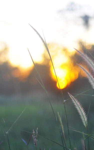 Närbild av högt gräs med fjäderlika fröhuvuden vid solnedgång, med träd i silhuett i bakgrunden.
